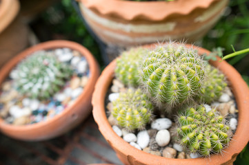 Cactus small