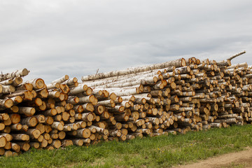 felled birch.birch tree felling