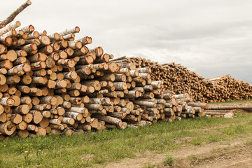 felled trees. trunks felled birch and pine trees stacked in a pile