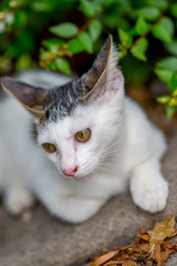 リラックスする仔のらねこ