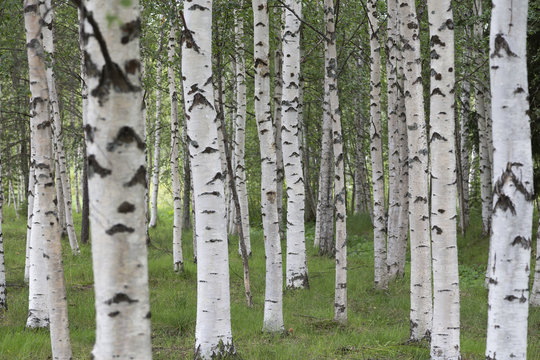 A group of birches in the nature