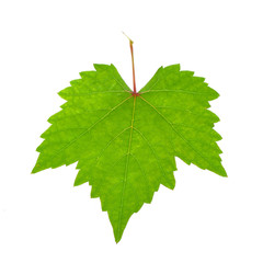 Grape leaves isolated on white background