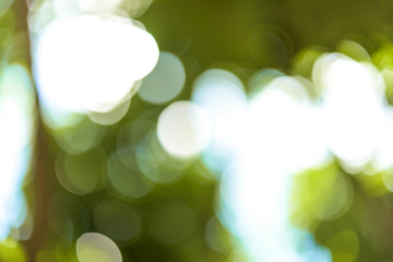 Obraz premium Abstract bokeh and blurred colorful nature background