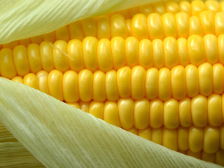 Fresh corn cob