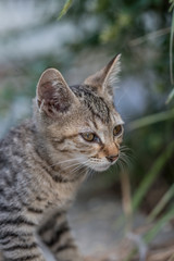 横顔の仔のらねこ