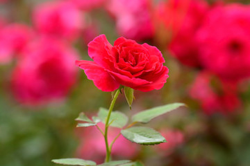 red rose with soft background