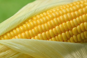 Fresh corn cob