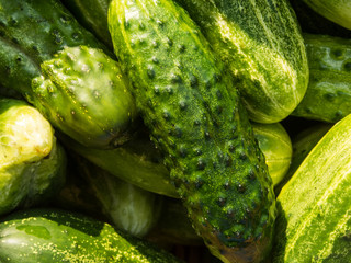 Pile Of Green Cucumbers