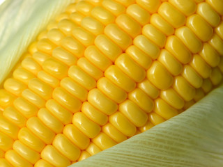 Fresh corn cob