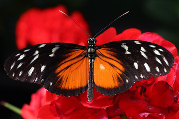 Schmetterling auf roter Blume