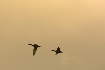 coppia di anatre selvatiche in volo