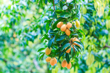 Thai fruit called Mayongchid, Maprang, Marian Plum or Plum Mango
