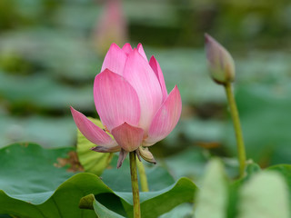 Obraz premium Lotus flower