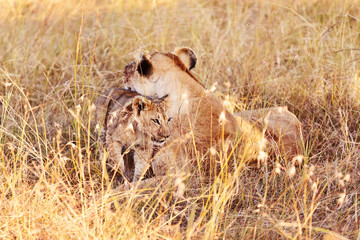 Lioness with cub in Masai Mara