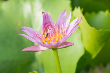 Pink lotus bloom A bee sucking nectar as pollen.