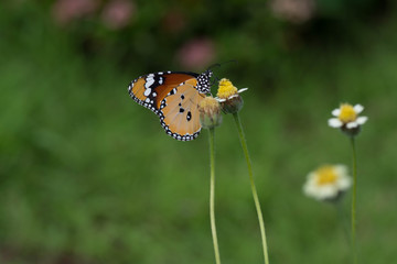 butterfly sucking nectar flower