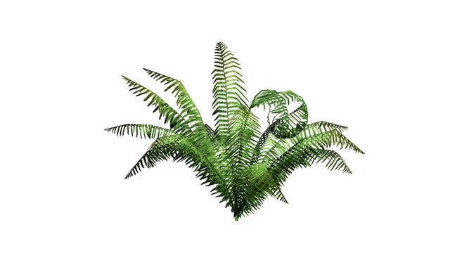 Fern plant - isolated on white background