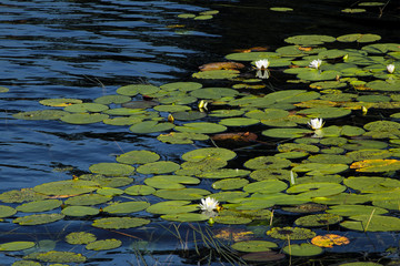 Water lily