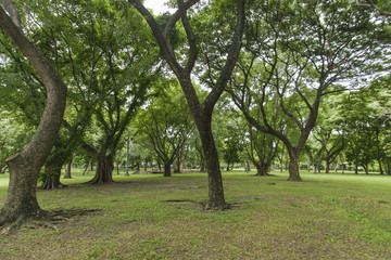 Fototapeta premium Green trees