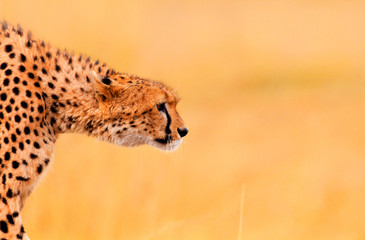 Male cheetah in Masai Mara