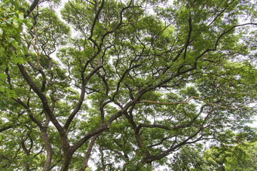 Fototapeta premium Green trees