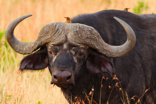 Buffalo In Masai Mara