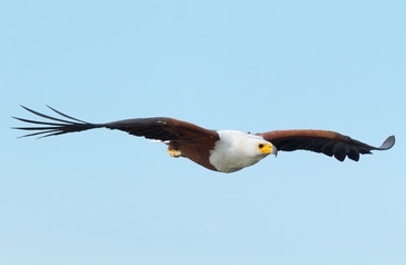 Fish Eagle in Naivasha Lake