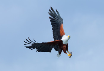Fish Eagle in Naivasha Lake