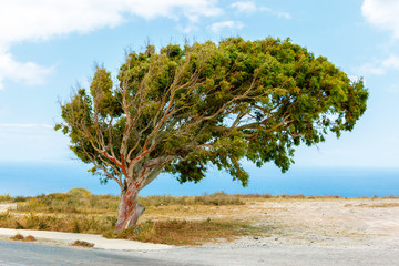 Fototapeta na wymiar Tree near the sea, blown away by the wind