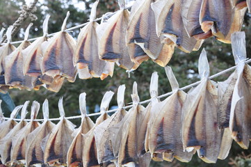 Stockfisch