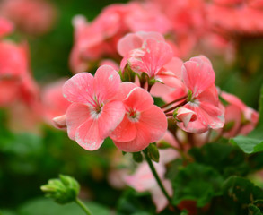Obraz premium closeup geraniums with soft background