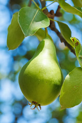 Almost ripe pear on tree branch