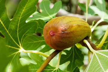 Almost ripe fig on tree branch