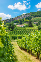 Vineyards in Villány, Hungary, summer of 2015