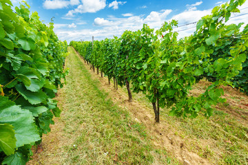 Fototapeta na wymiar Blauer Portugeiser and Blaufränkisch grapes in vineyard