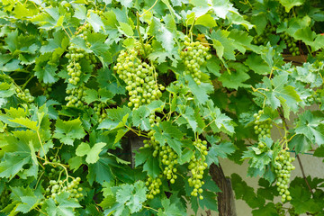 Green Muscat Ottonel grape clusters