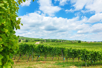 Fototapeta na wymiar Vineyards in Villány, Hungary, summer of 2015