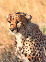 Male cheetah in Masai Mara