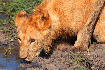 Young lion drinking water, Masai Mara