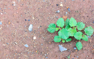 The plant on the ground nackground.