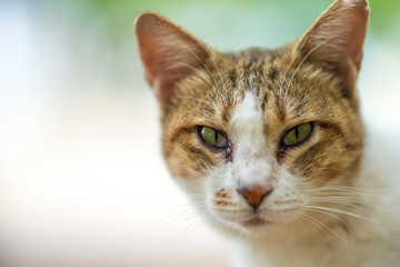 アップののらねこ