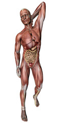 Naklejka premium Uomo corpo anatomia fitness, muscoli e scheletro