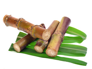 Sugar cane isolated on white background