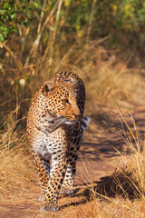 Naklejka premium Female leopard in Masai Mara