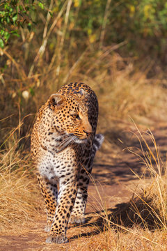 Female leopard in Masai Mara