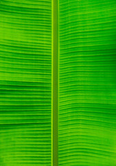  leaf texture