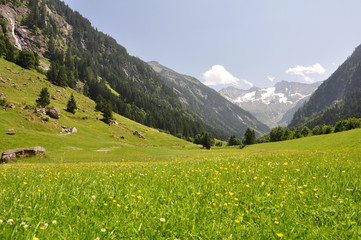 Fototapeta na wymiar blühende Bergwiese im Zillertal / Österreich
