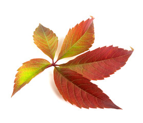 Autumn multicolor grapes leaf (Parthenocissus quinquefolia folia