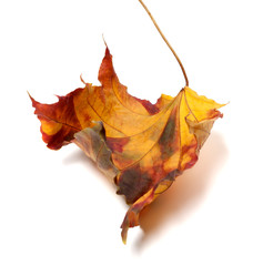 Autumn dry maple-leaf