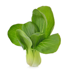 Pok Choi on white background